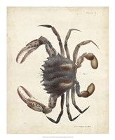 Vintage Crab I Fine Art Print