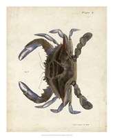Vintage Crab II Fine Art Print
