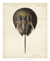 Vintage Horseshoe Crab Fine Art Print