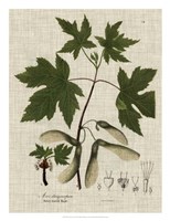 Linen & Leaves II Fine Art Print
