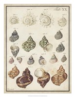 Seashell Synopsis I Fine Art Print