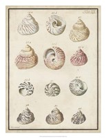 Seashell Synopsis II Fine Art Print