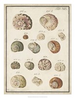Seashell Synopsis III Fine Art Print