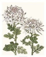 Early Spring Chrysanthemums II Fine Art Print