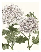Early Spring Chrysanthemums III Fine Art Print