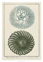 Ocean Oddity I Fine Art Print