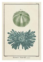 Ocean Oddity III Fine Art Print