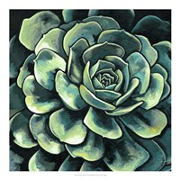 Succulent Bloom II Fine Art Print