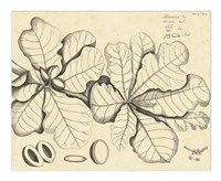 Vintage Leaf Study I Fine Art Print