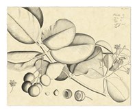 Vintage Leaf Study IV Fine Art Print