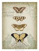 Cartouche & Butterflies II Fine Art Print