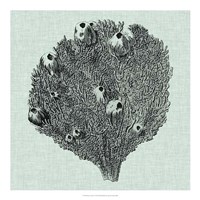 Serene Coral IV Fine Art Print