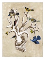 The Ornithologist's Dream II Fine Art Print