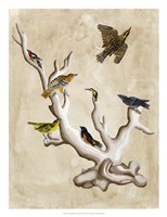The Ornithologist's Dream III Fine Art Print