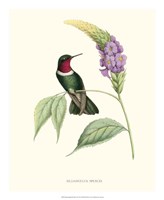 Hummingbird & Bloom II Fine Art Print