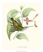 Hummingbird & Bloom III Fine Art Print