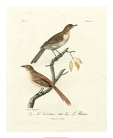 Antique French Birds I Fine Art Print