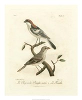 Antique French Birds II Fine Art Print
