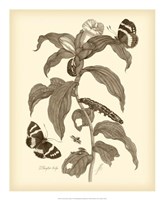 Nature Study in Sepia I Fine Art Print