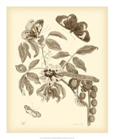 Nature Study in Sepia II Fine Art Print
