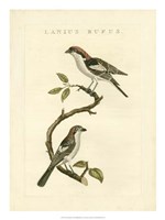 Nozeman Birds I Fine Art Print