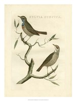 Nozeman Birds II Fine Art Print