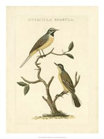 Nozeman Birds III Fine Art Print