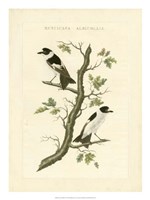 Nozeman Birds IV Fine Art Print