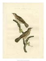 Nozeman Birds V Fine Art Print