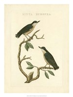 Nozeman Birds VI Fine Art Print