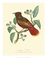 Nature Jardin II Fine Art Print