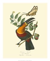 Nature Jardin III Fine Art Print