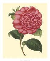 Camellia Garden I Fine Art Print