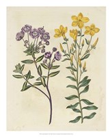 Garden Pairings II Fine Art Print