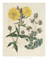 Garden Pairings III Fine Art Print