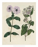 Garden Pairings VIII Fine Art Print