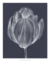 Monochrome Tulip I Fine Art Print