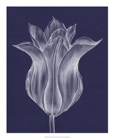 Monochrome Tulip III Fine Art Print