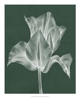 Monochrome Tulip IV Fine Art Print