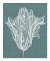 Monochrome Tulip V Fine Art Print