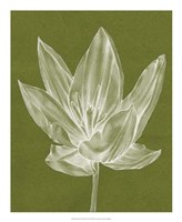 Monochrome Tulip VI Fine Art Print