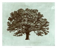 Spa Tree I Fine Art Print