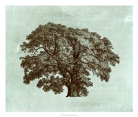 Spa Tree II Fine Art Print