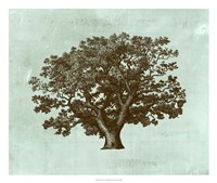 Spa Tree IV Fine Art Print