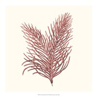 Seaweed Collection II Fine Art Print