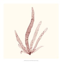 Seaweed Collection VI Fine Art Print