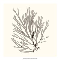 Seaweed Collection IX Framed Print
