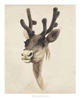 Watercolor Animal Study III Fine Art Print