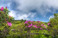 Carver's Rhododendron Fine Art Print