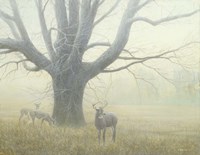 Winter Mist Fine Art Print